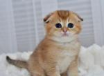 Nolan - Scottish Fold Kitten For Sale - NY&comma; US