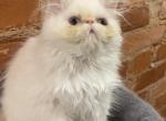 Rare flame point Himalayan Persian female - Himalayan Kitten For Sale - Philadelphia&comma; PA&comma; US