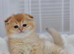 Nika - Scottish Fold Kitten For Sale - NY&comma; US