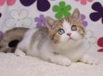 Cosmic - British Shorthair Kitten For Sale - NY&comma; US