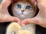 Finik - British Shorthair Kitten For Sale - NY&comma; US