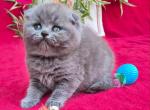 Lola - Scottish Fold Kitten For Sale - NY&comma; US