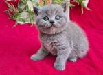 Layla - Scottish Straight Kitten For Sale - NY&comma; US