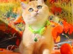 Kitty - British Shorthair Kitten For Sale - NY&comma; US