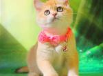 Kelly - British Shorthair Kitten For Sale - NY&comma; US