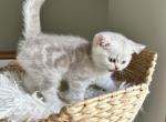 Janice - Scottish Straight Kitten For Sale - Coon Rapids&comma; MN&comma; US