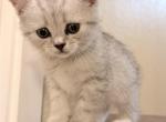 Leo - Scottish Straight Kitten For Sale - Kent&comma; WA&comma; US