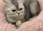 Luna - Scottish Straight Cat For Sale - 