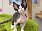 Avis - Devon Rex Kitten For Sale - San Jose&comma; CA&comma; US