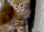 Red Male - Maine Coon Kitten For Sale - 