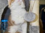 Red Male with White - Maine Coon Kitten For Sale - Desoto&comma; TX&comma; US