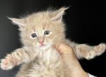 Irish cream - Polydactyl Kitten For Sale - Hollywood&comma; FL&comma; US