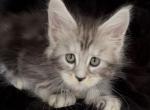 Girl Elara - Maine Coon Kitten For Sale - NY&comma; US