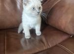 Daisy and Lily are only available - Scottish Fold Kitten For Sale - WA&comma; US
