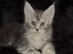 Elsi - Maine Coon Kitten For Sale - NY&comma; US