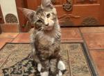 Libby - Maine Coon Kitten For Sale - 