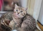Kitty - Scottish Straight Kitten For Sale - 