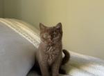 Shorthair British Cinnamon Kitten - British Shorthair Kitten For Sale - 