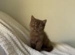 Cinnamon Shorthair British Kitten - British Shorthair Kitten For Sale - 