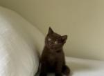 Scottish Straight Chocolate Kitten - Scottish Straight Kitten For Sale - 