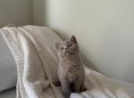 Fawn  Shorthair British Kitten - British Shorthair Kitten For Sale - 