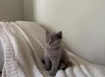 Lilac Shorthair British Kitten - British Shorthair Kitten For Sale - Gig Harbor&comma; WA&comma; US