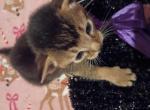 Ruddy Rudolph - Abyssinian Kitten For Sale - Plymouth&comma; WI&comma; US