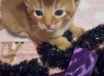 Holiday Red Rosebud - Abyssinian Kitten For Sale - Plymouth&comma; WI&comma; US