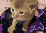 Holiday Red Rosie - Abyssinian Kitten For Sale - Plymouth&comma; WI&comma; US