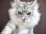 MyCat Blue Eclipse - Maine Coon Kitten For Sale - NY&comma; US