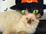 Lauren - Ragdoll Kitten For Sale - Saint Clair&comma; MI&comma; US