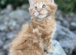 3 Maine coon males TICA registered - Maine Coon Kitten For Sale - Fenton&comma; MI&comma; US