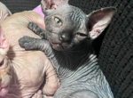 Sphynx - Sphynx Kitten For Sale - NC&comma; US
