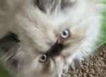 Blue bell - Persian Kitten For Sale - Medway&comma; OH&comma; US