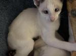 Harmony Grace Snowshoe Siamese - Siamese Kitten For Sale - Moneta&comma; VA&comma; US