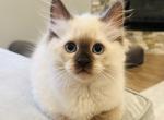 Kodiak - Ragdoll Kitten For Sale - Saint Clair&comma; MI&comma; US