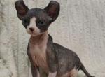 Elves - Sphynx Kitten For Sale - MA&comma; US