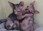Canadian Sphynx - Sphynx Kitten For Sale - MA&comma; US