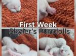 Skyler's kittens - Ragdoll Cat For Sale - Nixa&comma; MO&comma; US
