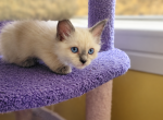 Annabelle & Elonie - Balinese Kitten For Sale - 