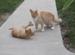 CreamPuff and Sandy Mandy - Domestic Kitten For Sale - 