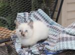 Sally - Siamese Kitten For Sale - Emory&comma; TX&comma; US