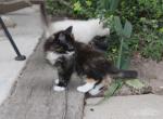 Mitsy - Domestic Kitten For Sale - Emory&comma; TX&comma; US