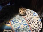 Sammies Scottish Folds - Scottish Fold Kitten For Sale - 