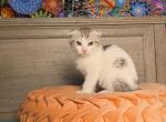 Suzzies Scottish Folds - Scottish Fold Kitten For Sale - 