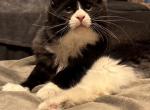 Yoda - Maine Coon Kitten For Sale - Spearfish&comma; SD&comma; US