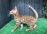 Yun - Toyger Kitten For Sale - NY&comma; US