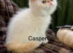 Adorable Exotic Shorthair and Longhair kittens - Exotic Kitten For Sale - East York&comma; PA&comma; US