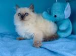 Lilu - Siberian Kitten For Sale - Miami&comma; FL&comma; US