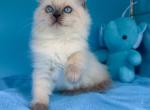 Mochi - Siberian Kitten For Sale - Miami&comma; FL&comma; US